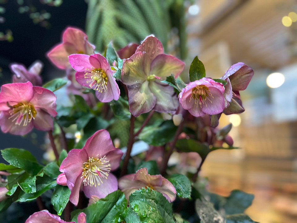 Pflanzen blumenhofkehr.de